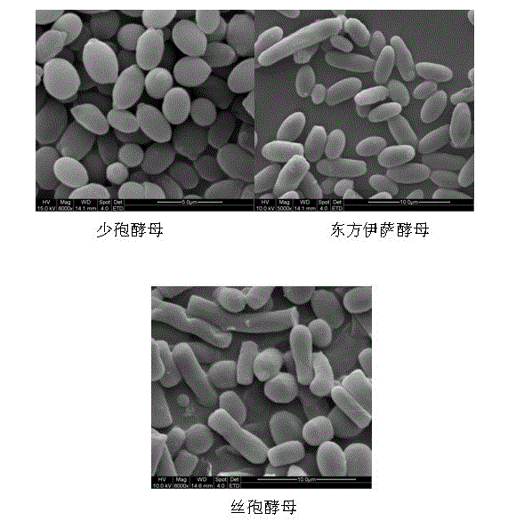 Strain produced by screening beta-damascenone in Chinese liquor brewing by utilizing flavor directional technology and application thereof