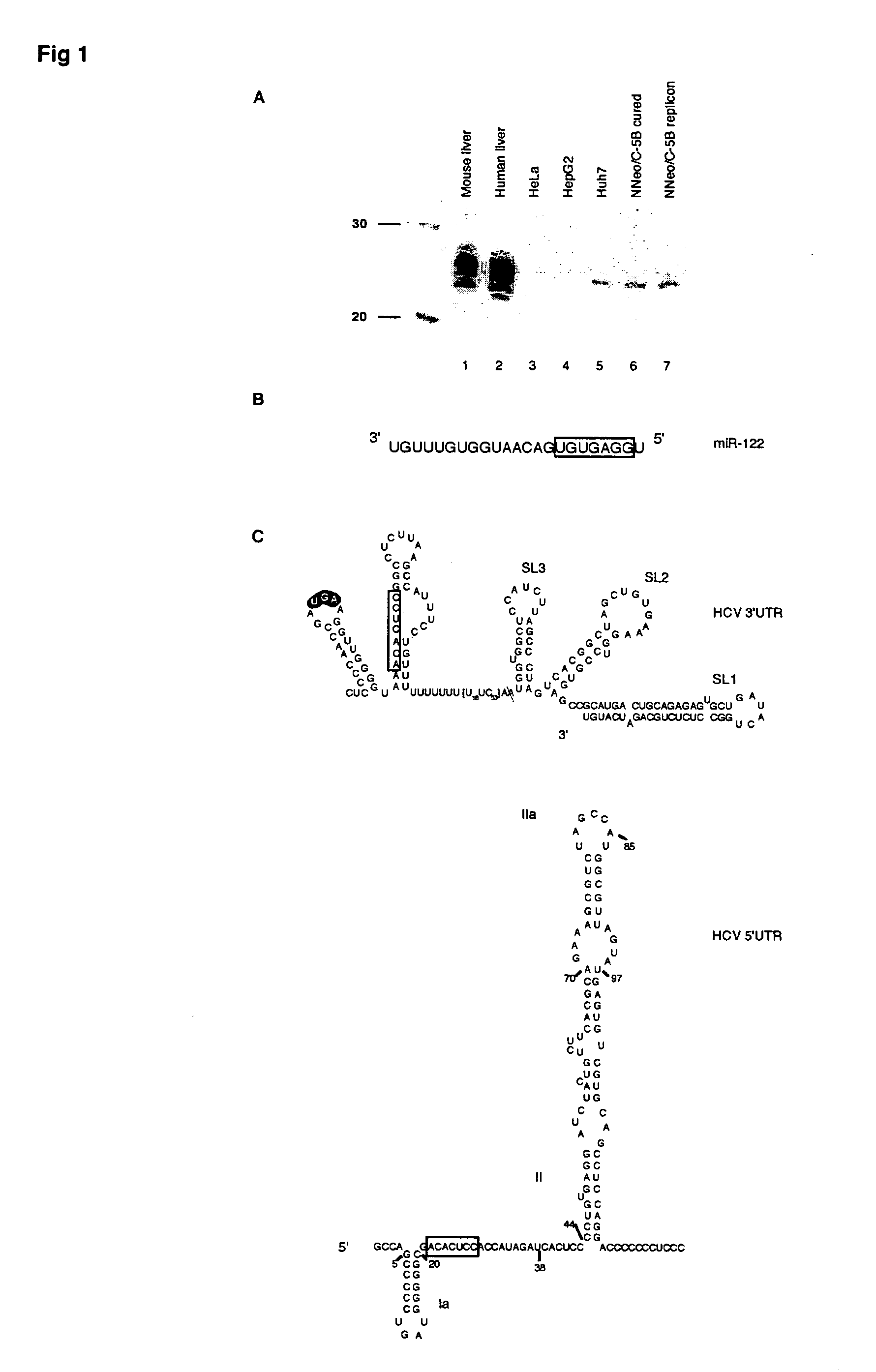 Methods and compositions for reducing viral genome amounts in a target cell