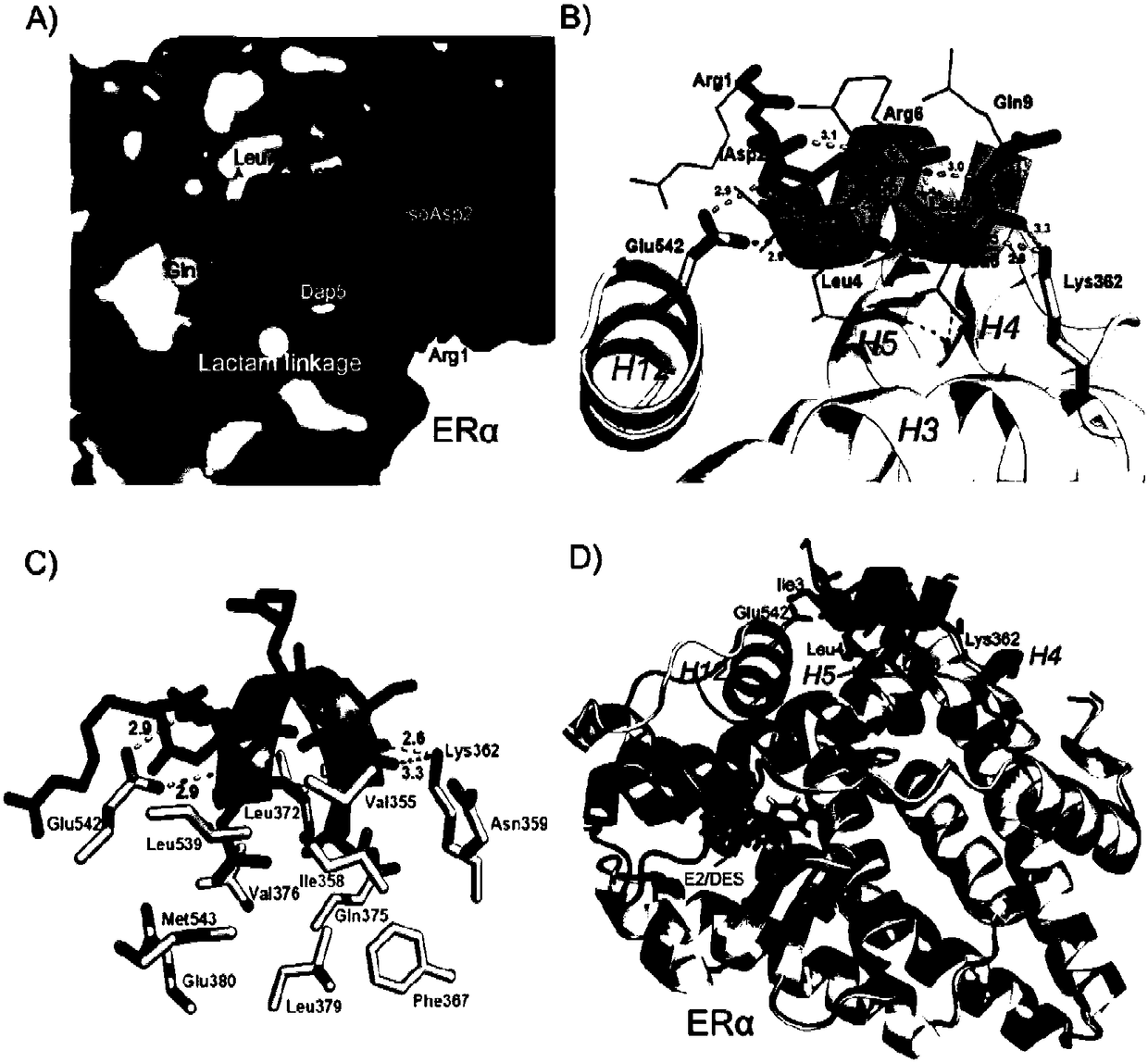 Stable polypeptide used for resisting estrogenic receptor alpha and application thereof