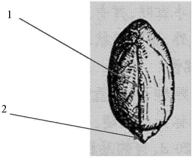 Planting method for increasing peanut yield