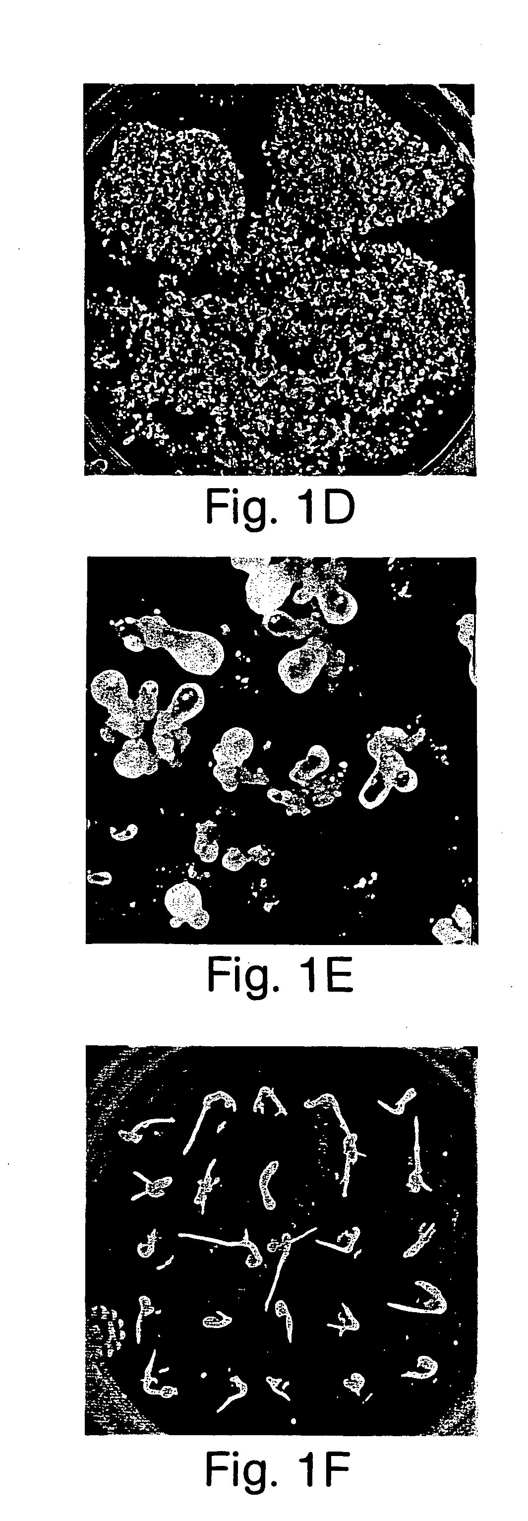 Regeneration system for grape and uses thereof