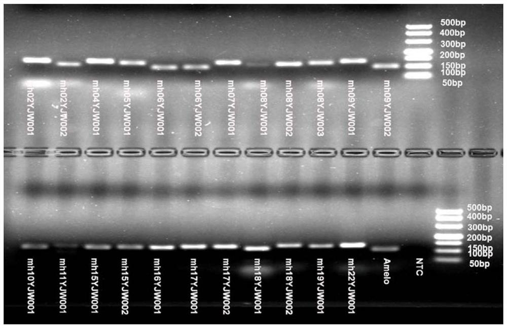 Microhaplotype composite amplification system in degradation sample analysis, and construction method thereof