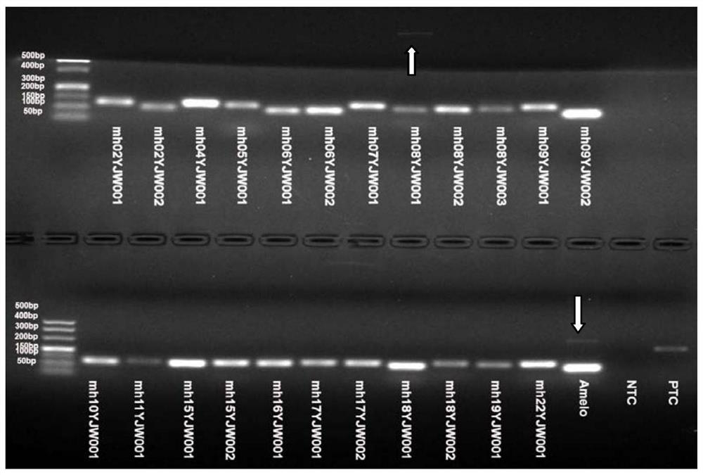 Microhaplotype composite amplification system in degradation sample analysis, and construction method thereof