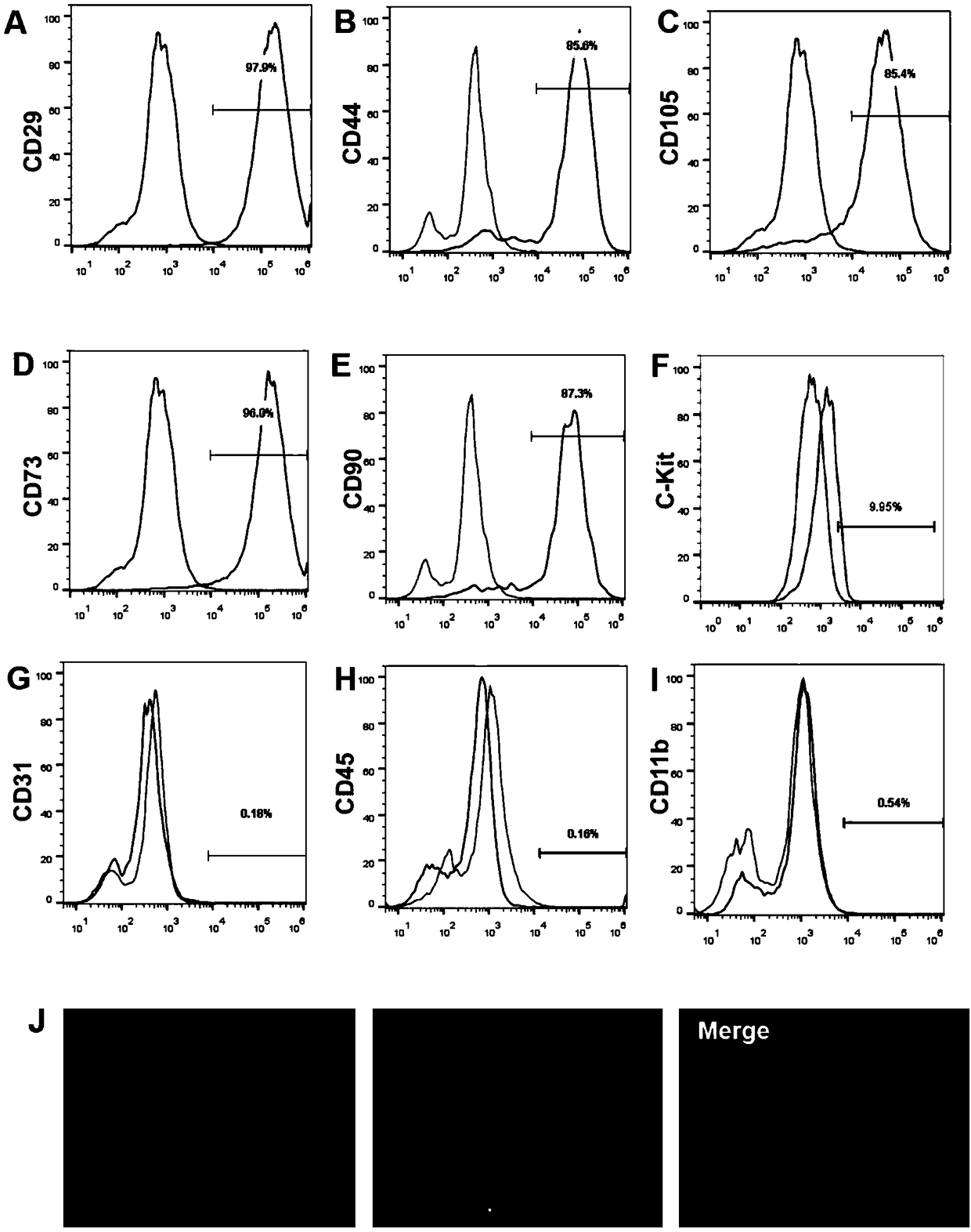 Separation, screening, culture and functional identification method of human aortic vascular wall stem cells expressing c-Kit