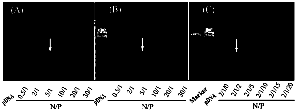 CAGW polypeptide and TAT-NLS polypeptide-modified gene-loaded composite, preparation method and application thereof