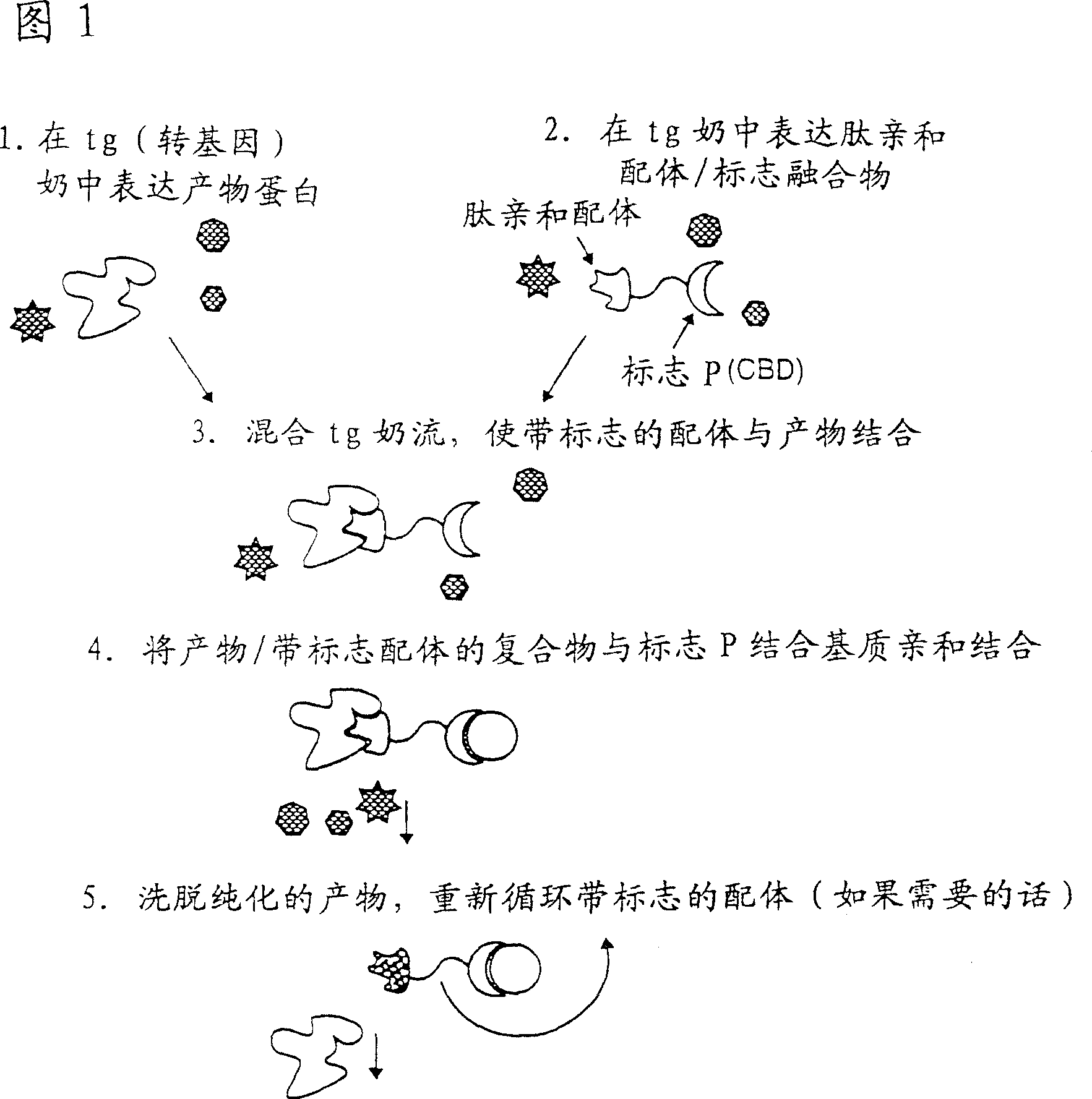 Methods of producing target molecule in transgenic animal and purification of target molecule