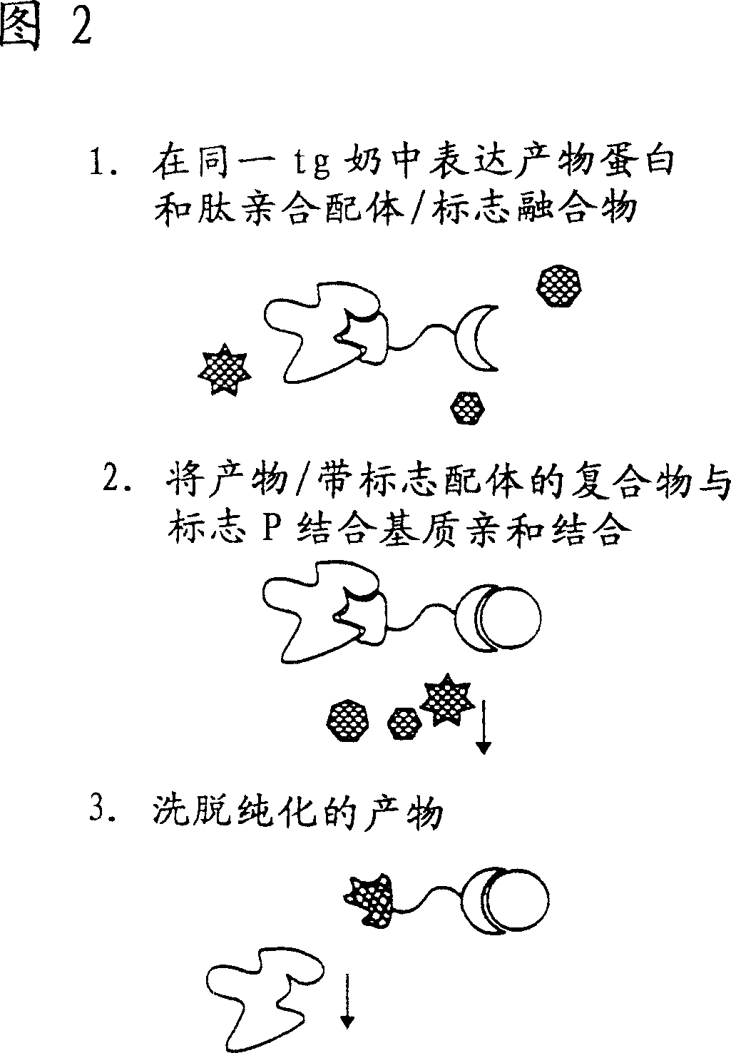 Methods of producing target molecule in transgenic animal and purification of target molecule