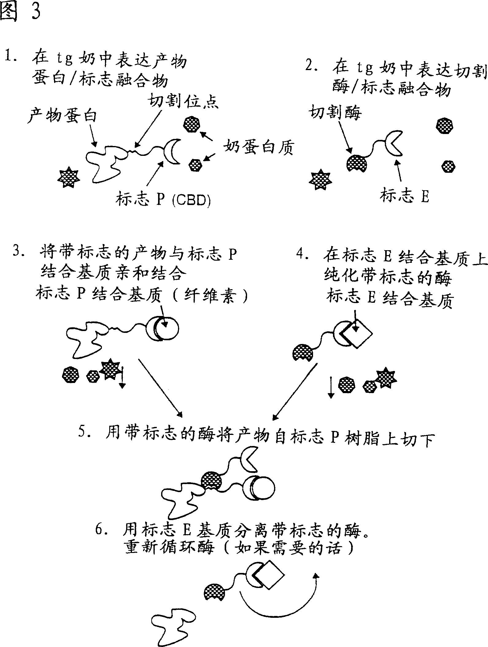 Methods of producing target molecule in transgenic animal and purification of target molecule