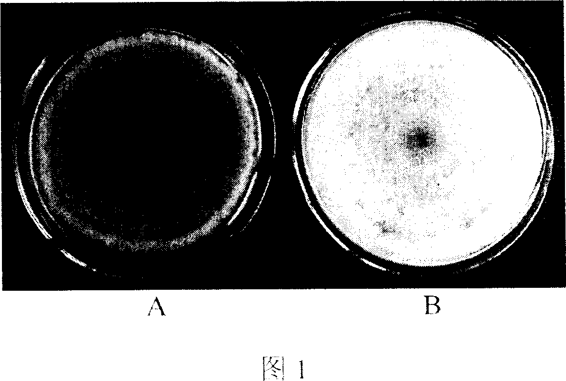 Process for screening madicine of antivirus