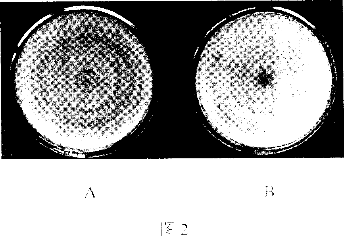 Process for screening madicine of antivirus