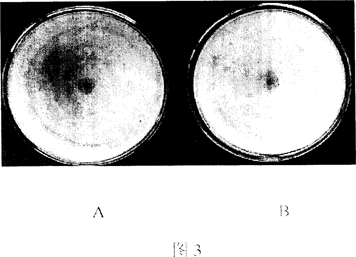 Process for screening madicine of antivirus