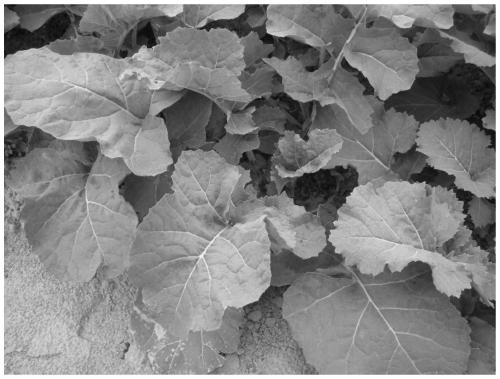 Method and application for inducing generation of Brassica napus seed