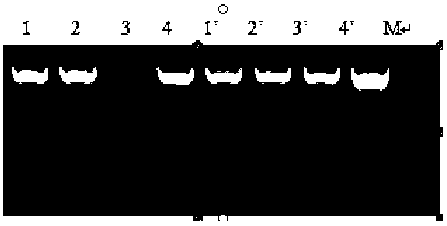 Populus deltoidesx populus nigra PdHSP70 gene and application thereof