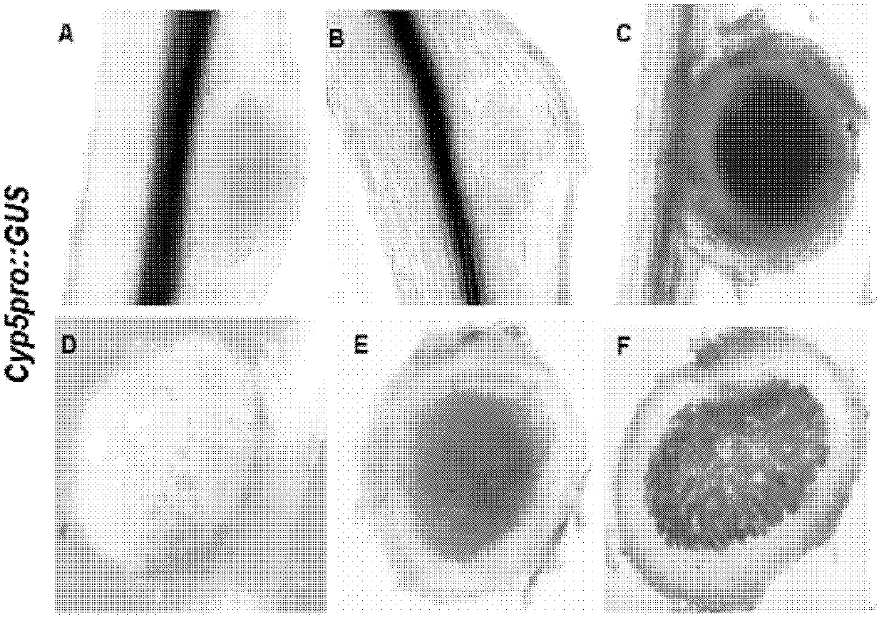 Cysteine protease gene for regulating and controlling root nodule senescence, and preparation method and application thereof