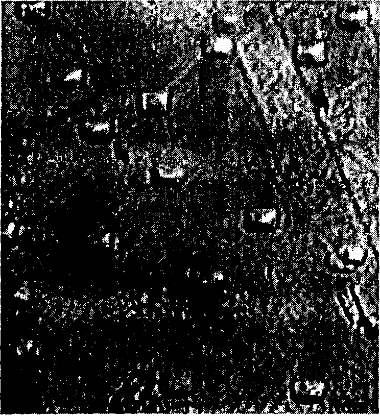 Vanadate for measuring dislocation density and etching process of doped monocrystal