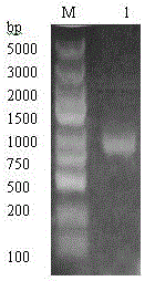 Production method of recombinant glutamine transaminase