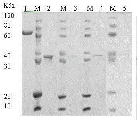 Production method of recombinant glutamine transaminase