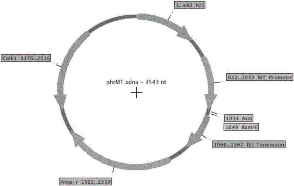 Expression vector and application thereof