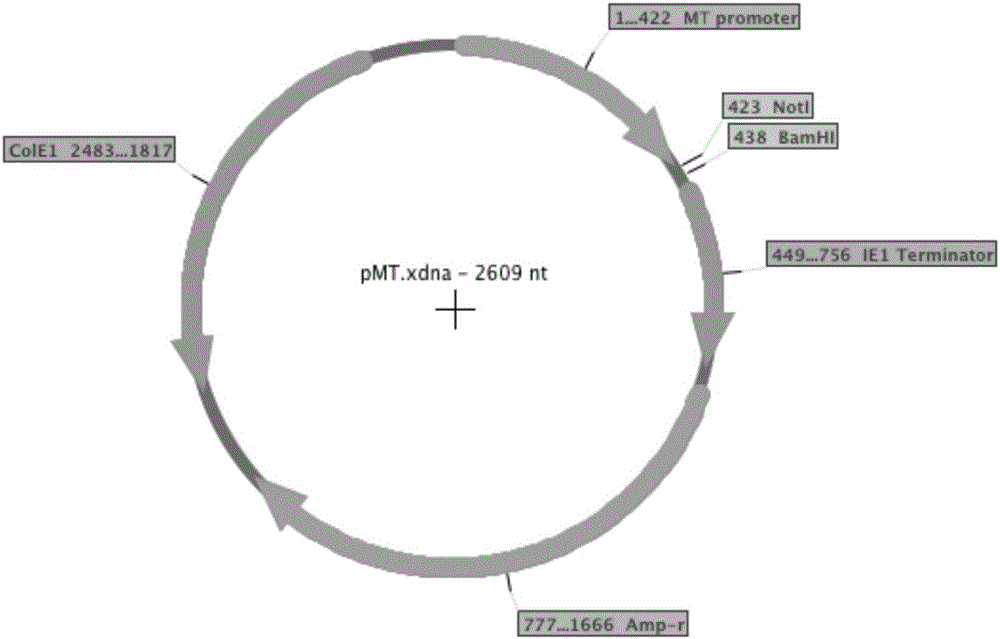 Expression vector and application thereof