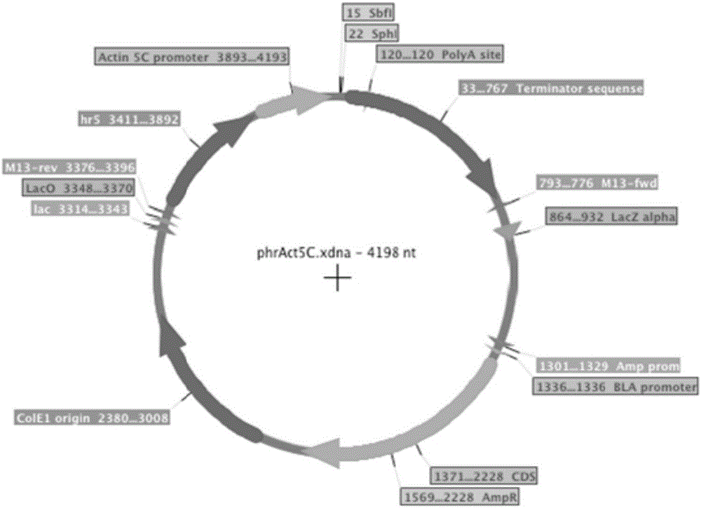 Expression vector and application thereof