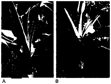 Strain of Ensifer adhaerens dt8 and application of strain in degradation of paclobutrazol