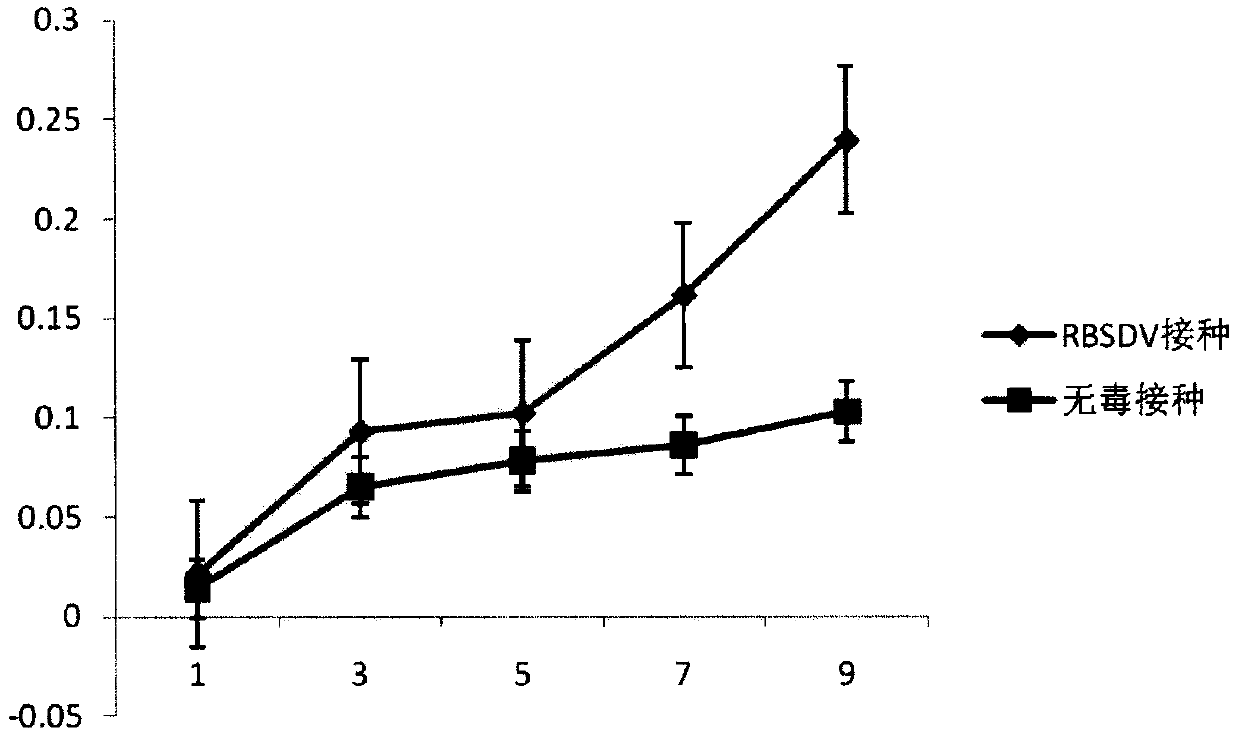 Osa-miR396d responding to rice black streaked dwarf virus infection, and application and production method thereof