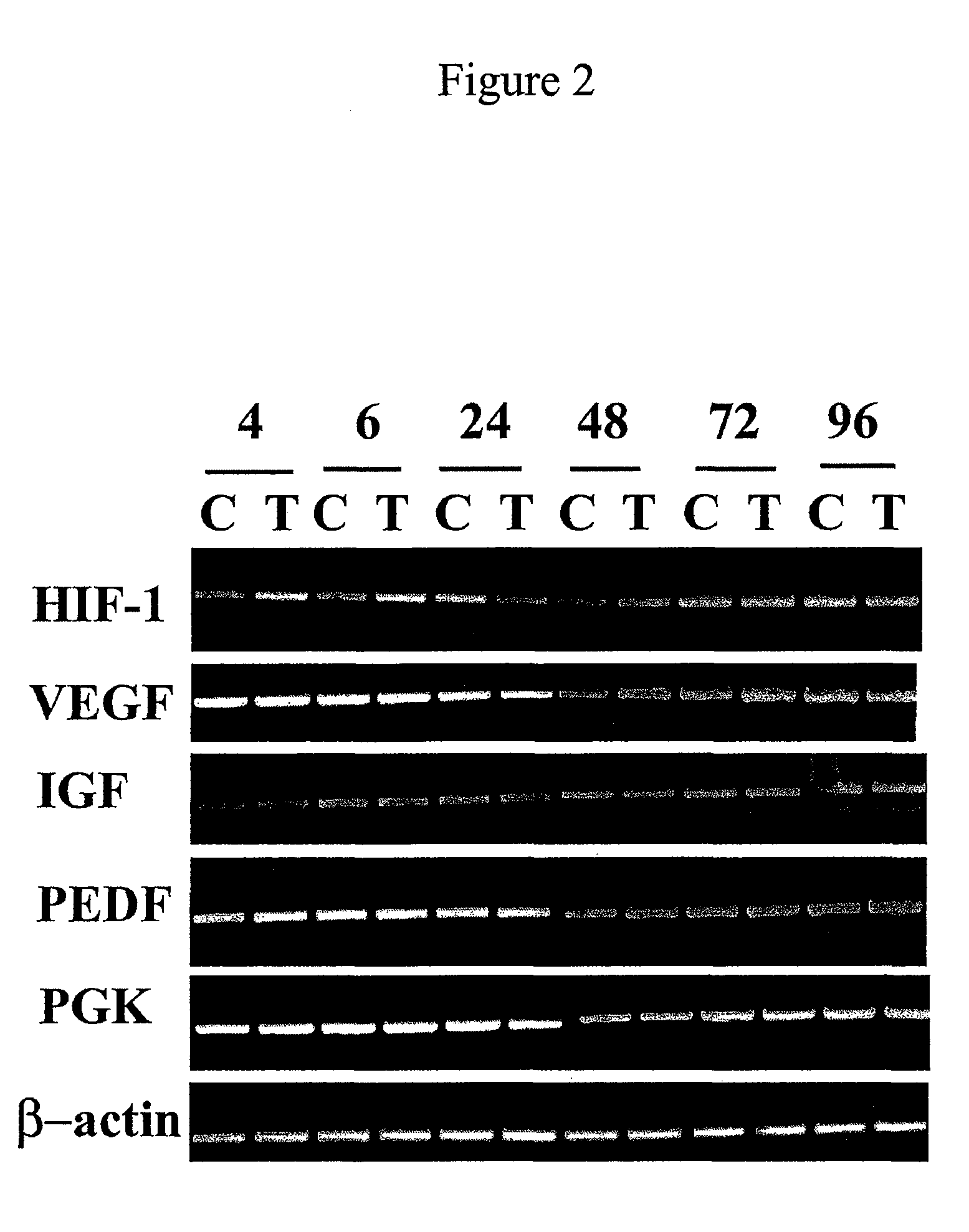 Methods of screening an agent for an activity in an isolated eye of a teleost