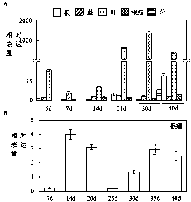 Application of florigen gene gmft5a