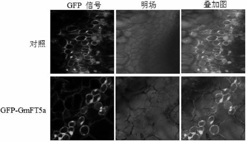 Application of florigen gene gmft5a