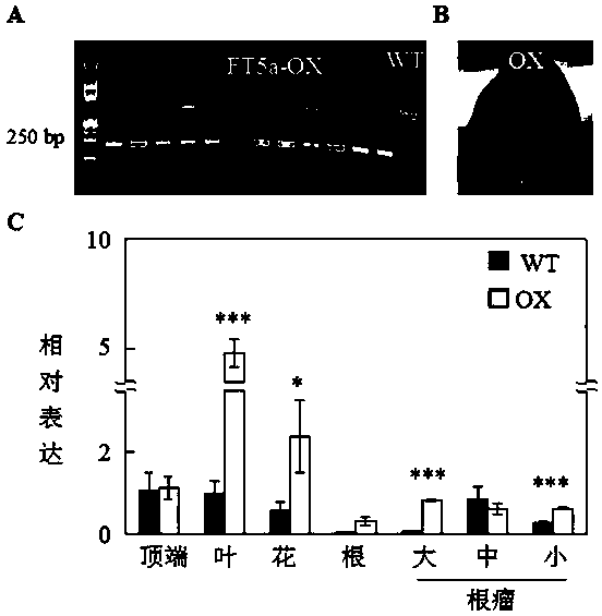 Application of florigen gene gmft5a