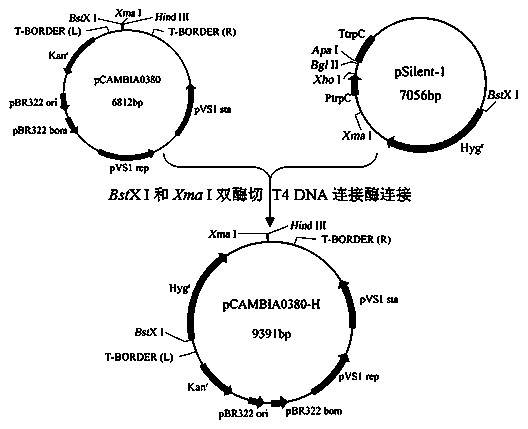 Application of trichoderma brevicompactum transformant in improvement of trichodermin yield