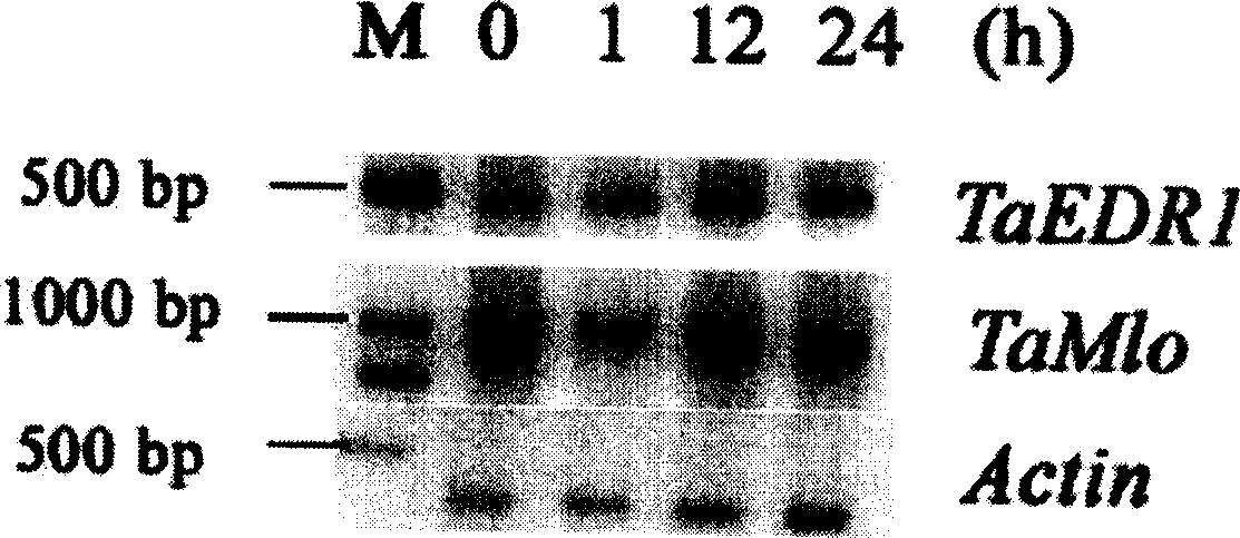 Wheat antidisense related gene TaEDR1 and its application