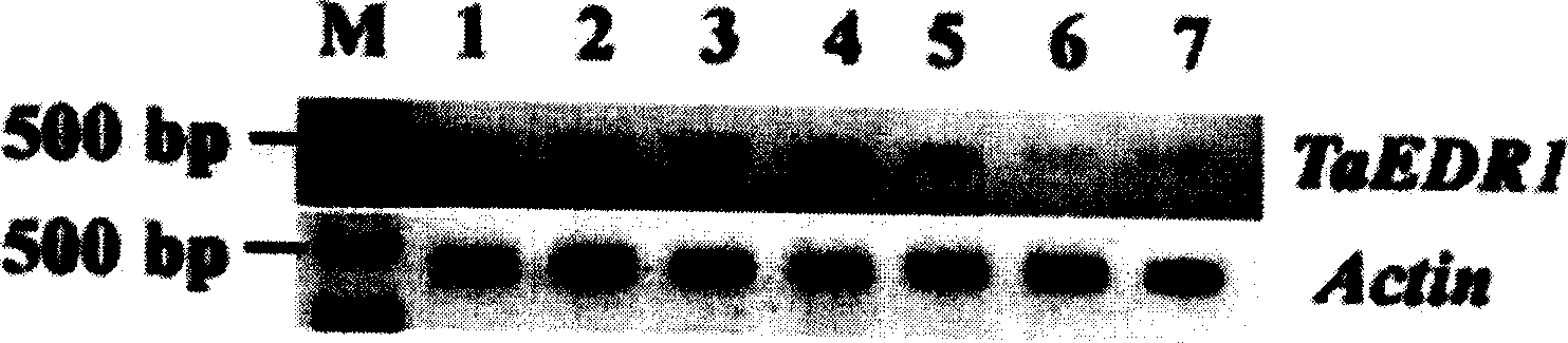 Wheat antidisense related gene TaEDR1 and its application