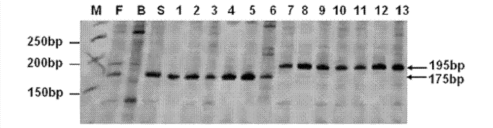 Molecule marking method of rice blast-resisting gene