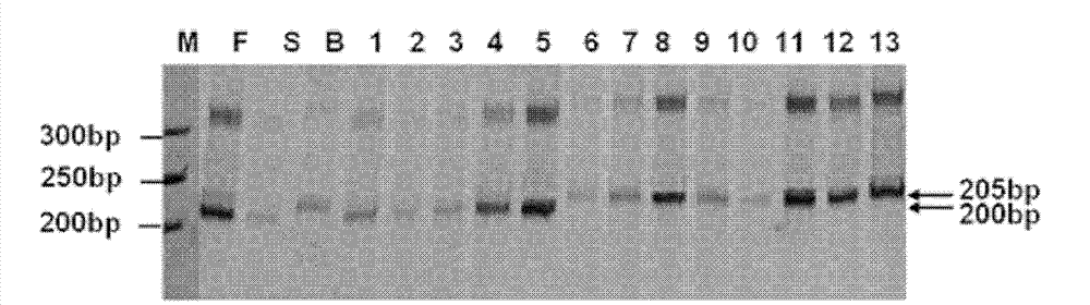 Molecule marking method of rice blast-resisting gene