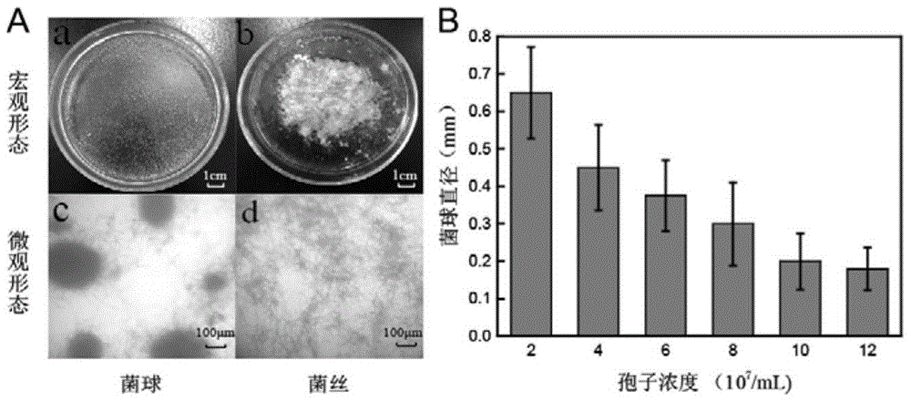 Method for increasing kojic acid yield of Aspergillus oryzae