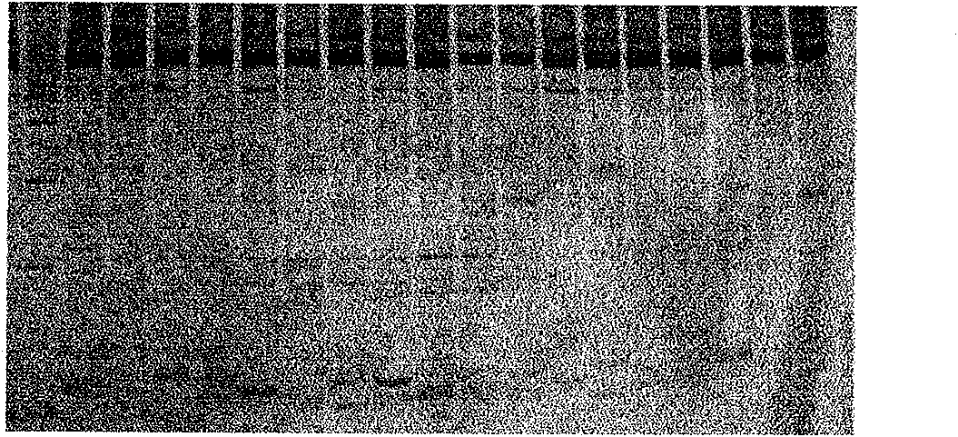 Silver staining method of polyacrylamide gel