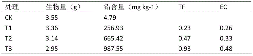 Application of melastoma dodecandrum in remediation of lead-polluted soil