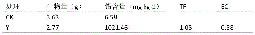 Application of melastoma dodecandrum in remediation of lead-polluted soil