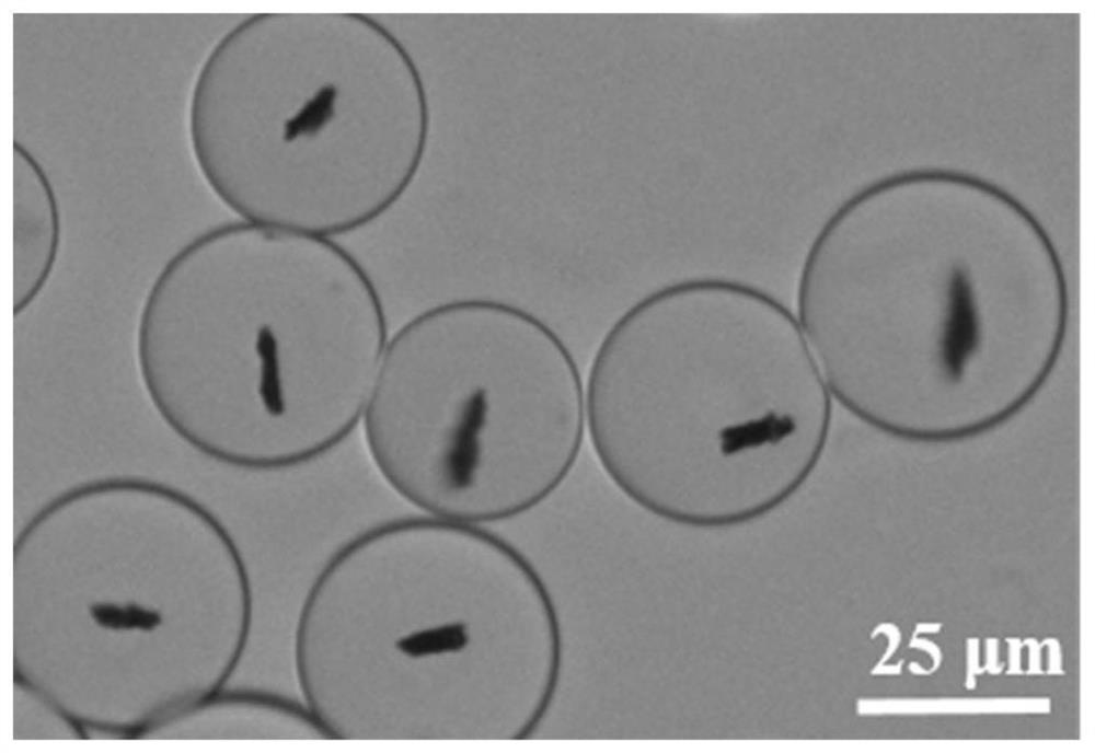 Cluster magnetic control micro robot imitating inner structure of magnetic drive bacteria and preparation method and application thereof