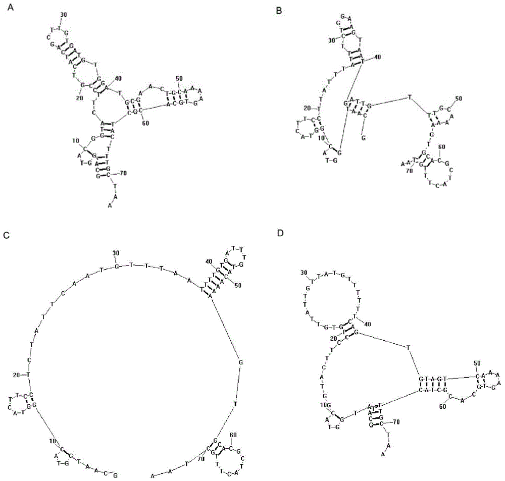 A nucleic acid aptamer specifically binding to β-amyloid precursor protein lyase 1 and its application