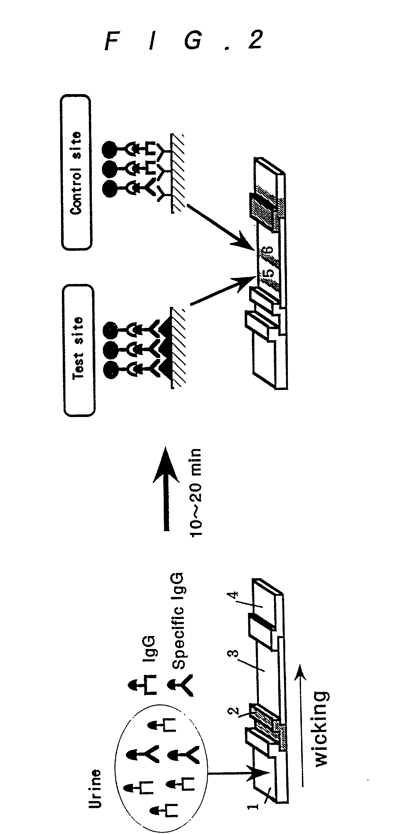 Method for assay of antibodies and antibody assay device