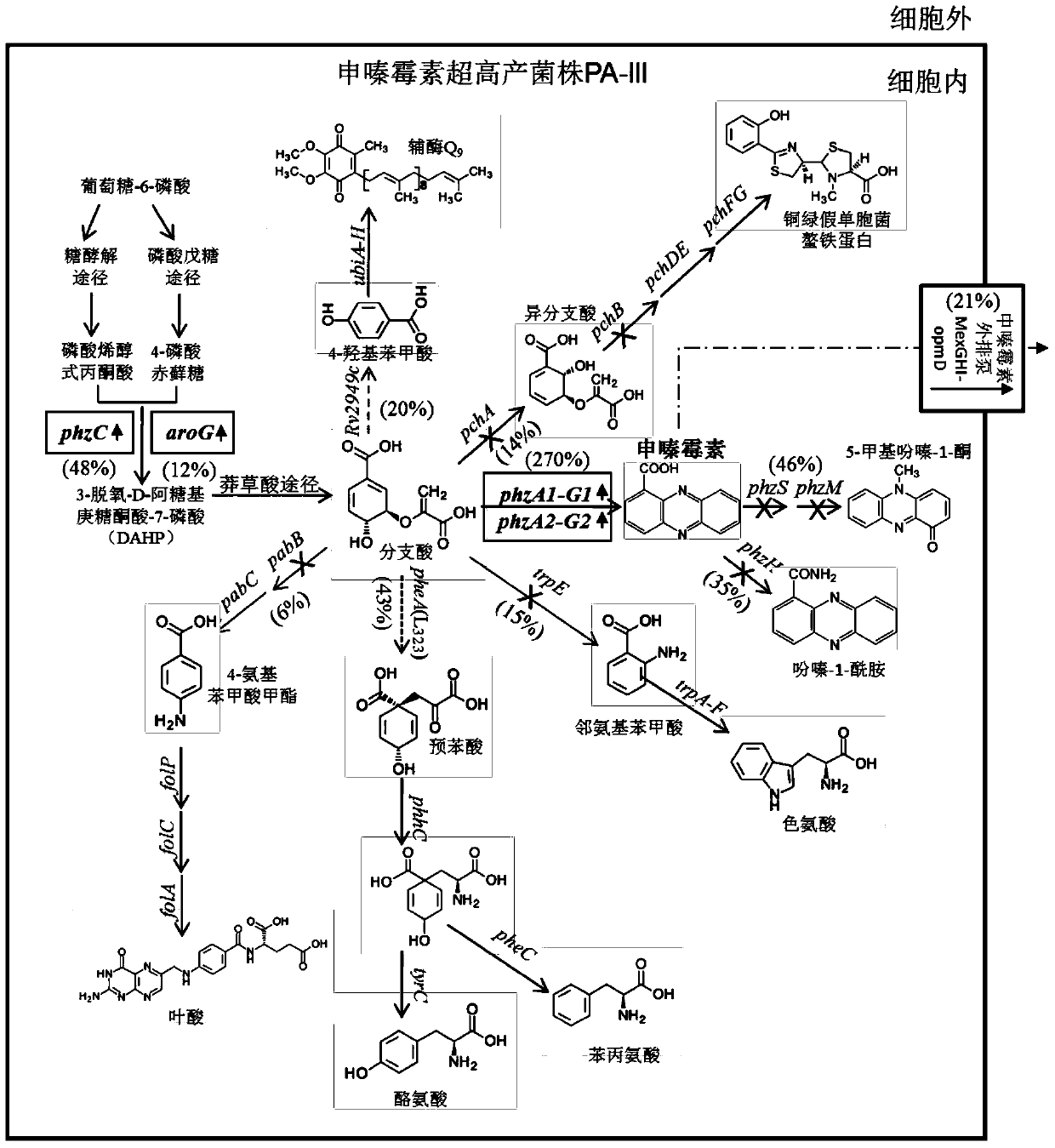 Genetically engineered strains for safe and efficient production of shenzamycin and its application