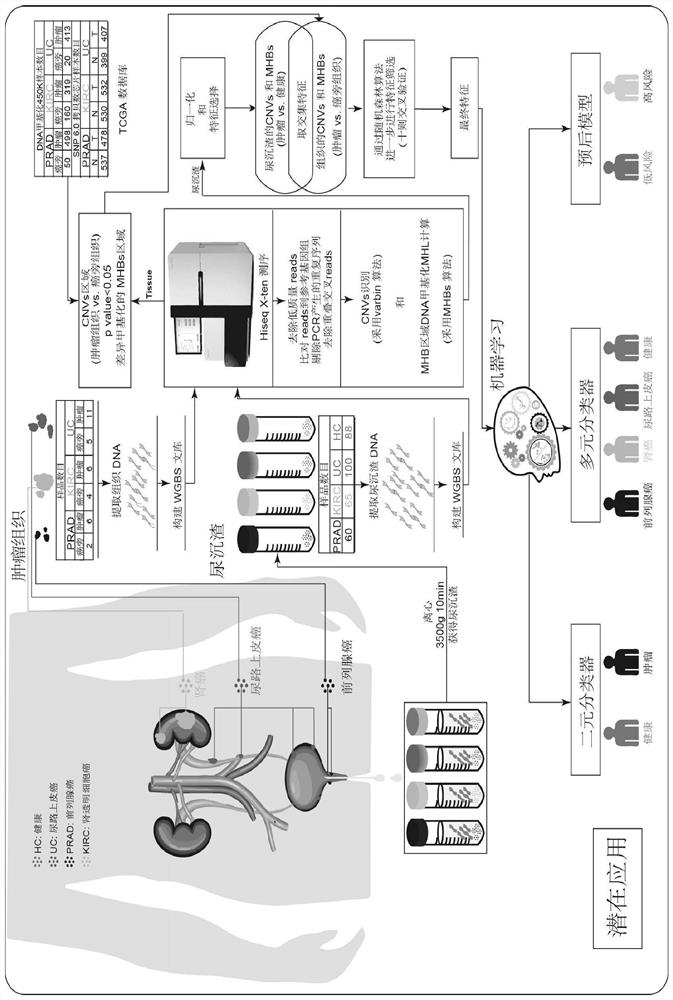 Urinary sediment genome DNA classification method and device and application