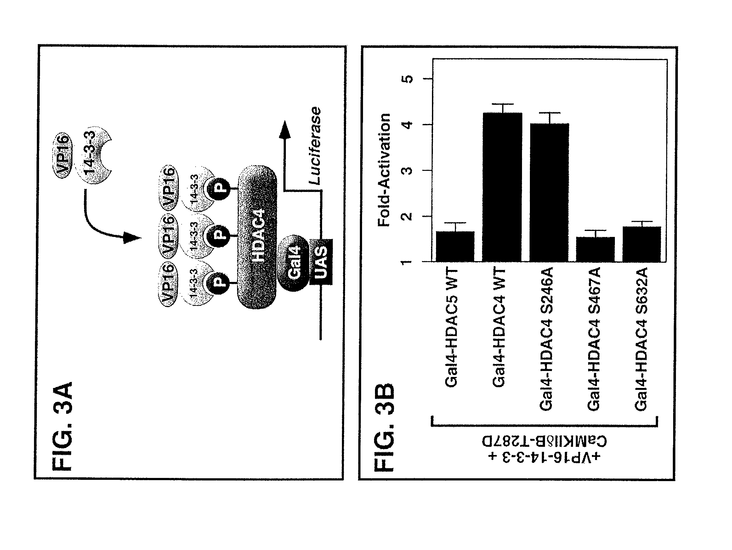 Methods of treatment and uses for CaMKII and its interaction with HDACs and calpain