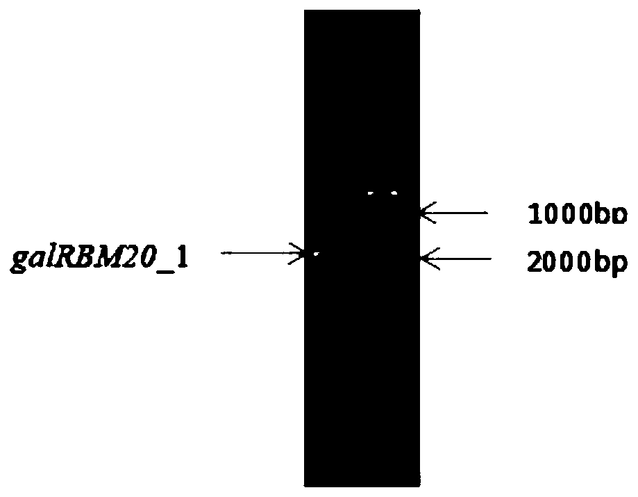 Beta-galactosidase galRBM20_1 and preparation method and application thereof