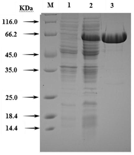 Beta-galactosidase galRBM20_1 and preparation method and application thereof