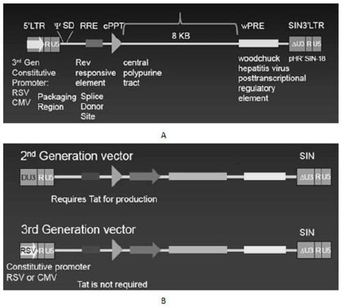 Anti-BCMA chimeric antigen receptor, coding gene, recombinant expression vector and its construction method and application