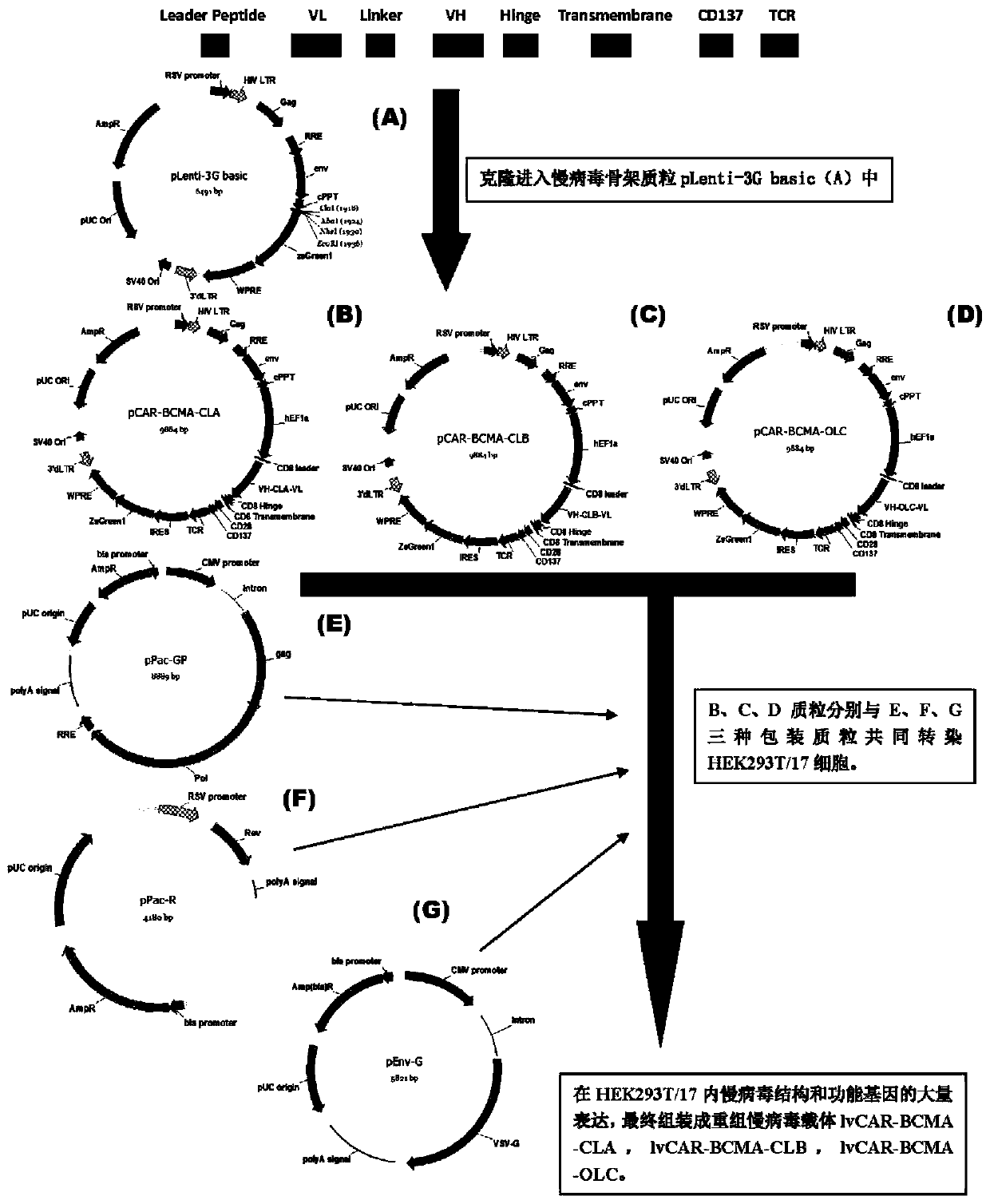 Anti-BCMA chimeric antigen receptor, coding gene, recombinant expression vector and its construction method and application