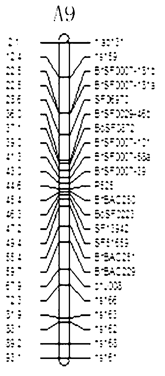 Molecular marker of pot shattering resistance trait major gene locus of rapes and application